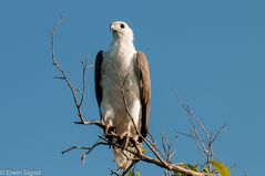 Weissbauchseeadler - Yellow Waters (Northern Territory - Australien)