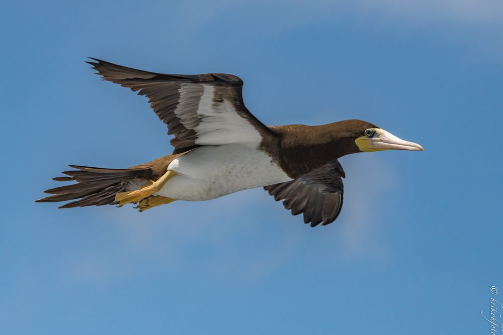 Weißbauchtölpel im Flug