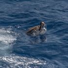 Weißbauchtölpel mit Fliegenden Fisch 2