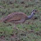 Weißbauchtrappe  -  White-bellied bustard