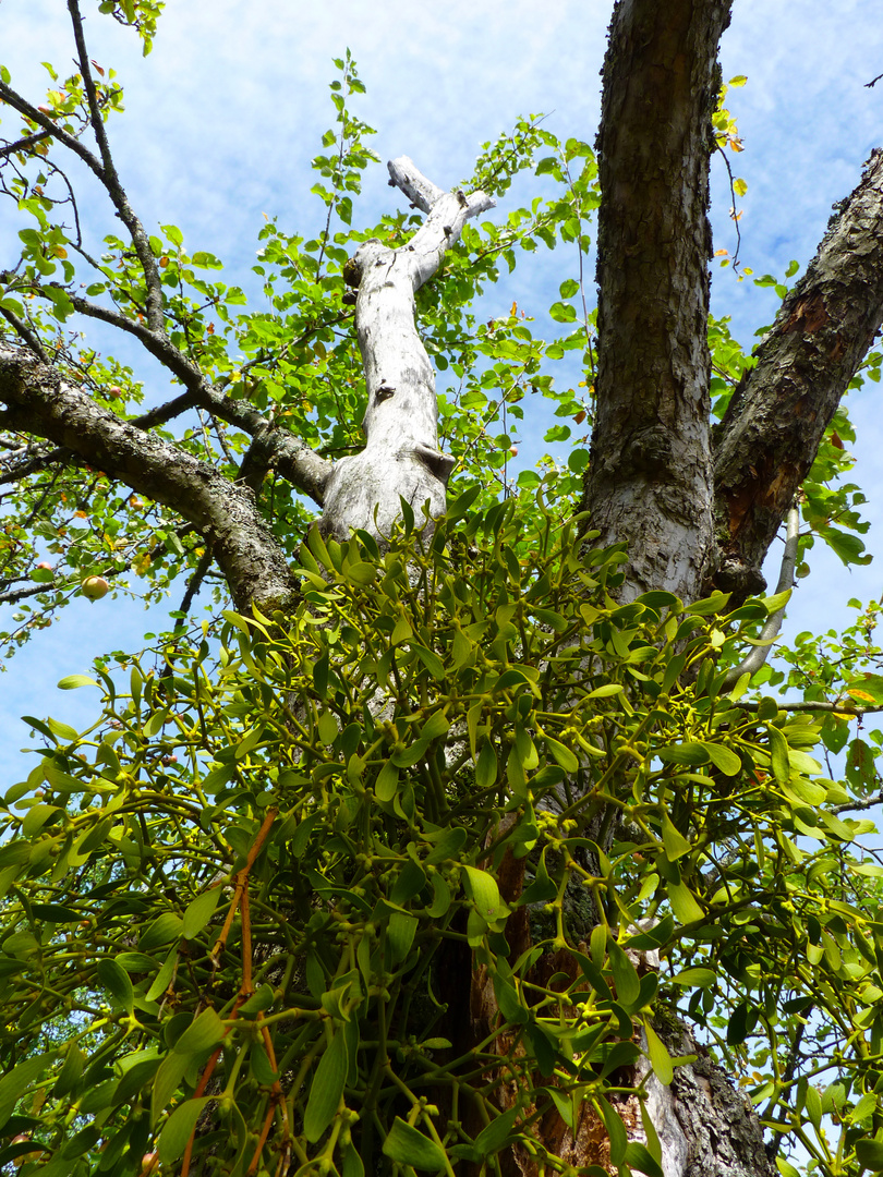 Weißbeerige Mistel (Viscum album L.) auf Apfel (Malus)