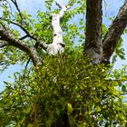 Weißbeerige Mistel (Viscum album L.) auf Apfel (Malus)