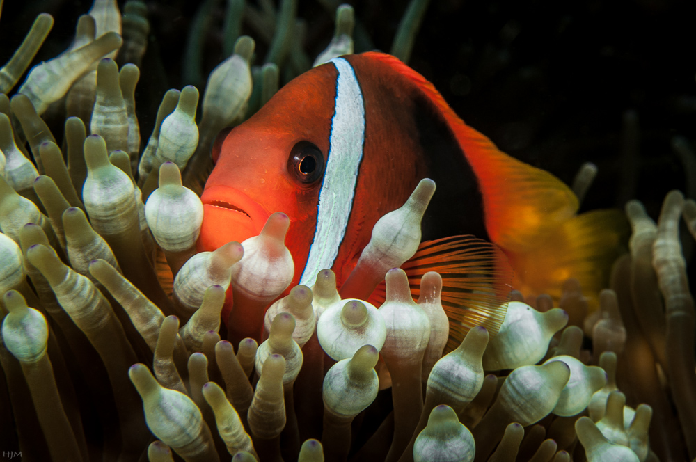 Weißbinden-Glühkohlen-Anemonenfisch