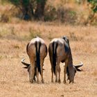 Weißbindengnu oder Njassa-Gnu (Connochaetes johnstoni Sclater)