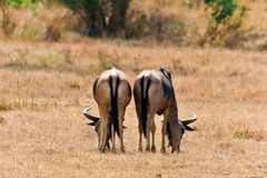 Weißbindengnu oder Njassa-Gnu (Connochaetes johnstoni Sclater)