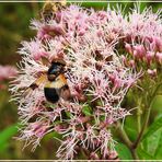 Weißbindige Hummelschwebfliege 1