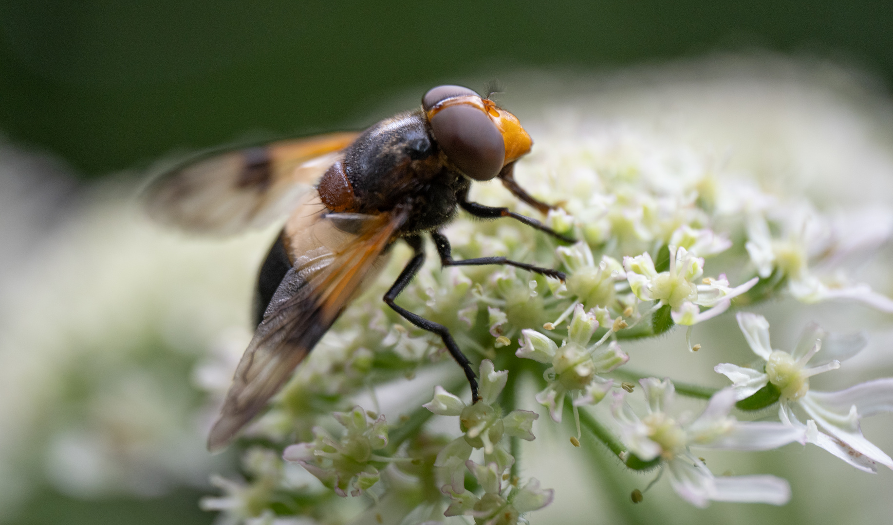 Weißbindige Hummelschwebfliege