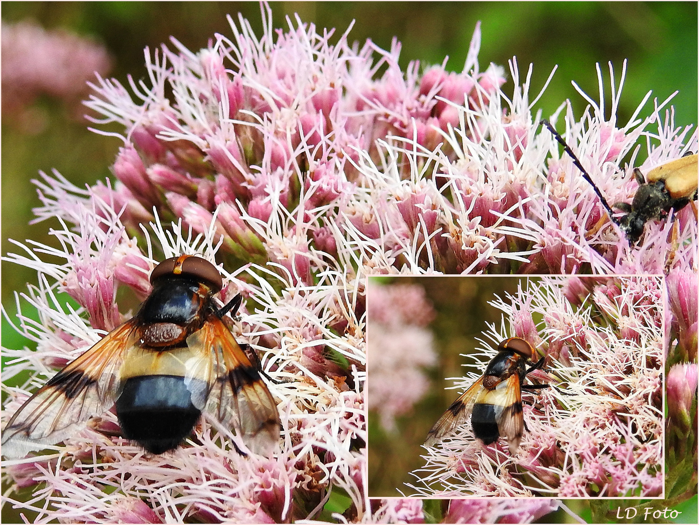 Weißbindige Hummelschwebfliege mit Käfer