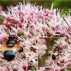 Weißbindige Hummelschwebfliege mit Käfer