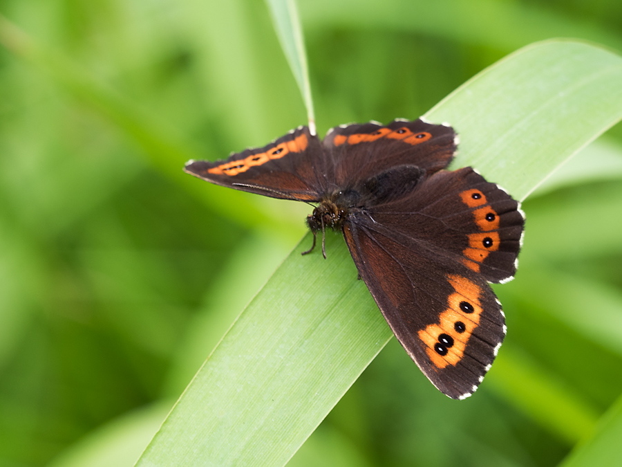 Weißbindiger Bergwald-Mohrenfalter - Erebia euryale