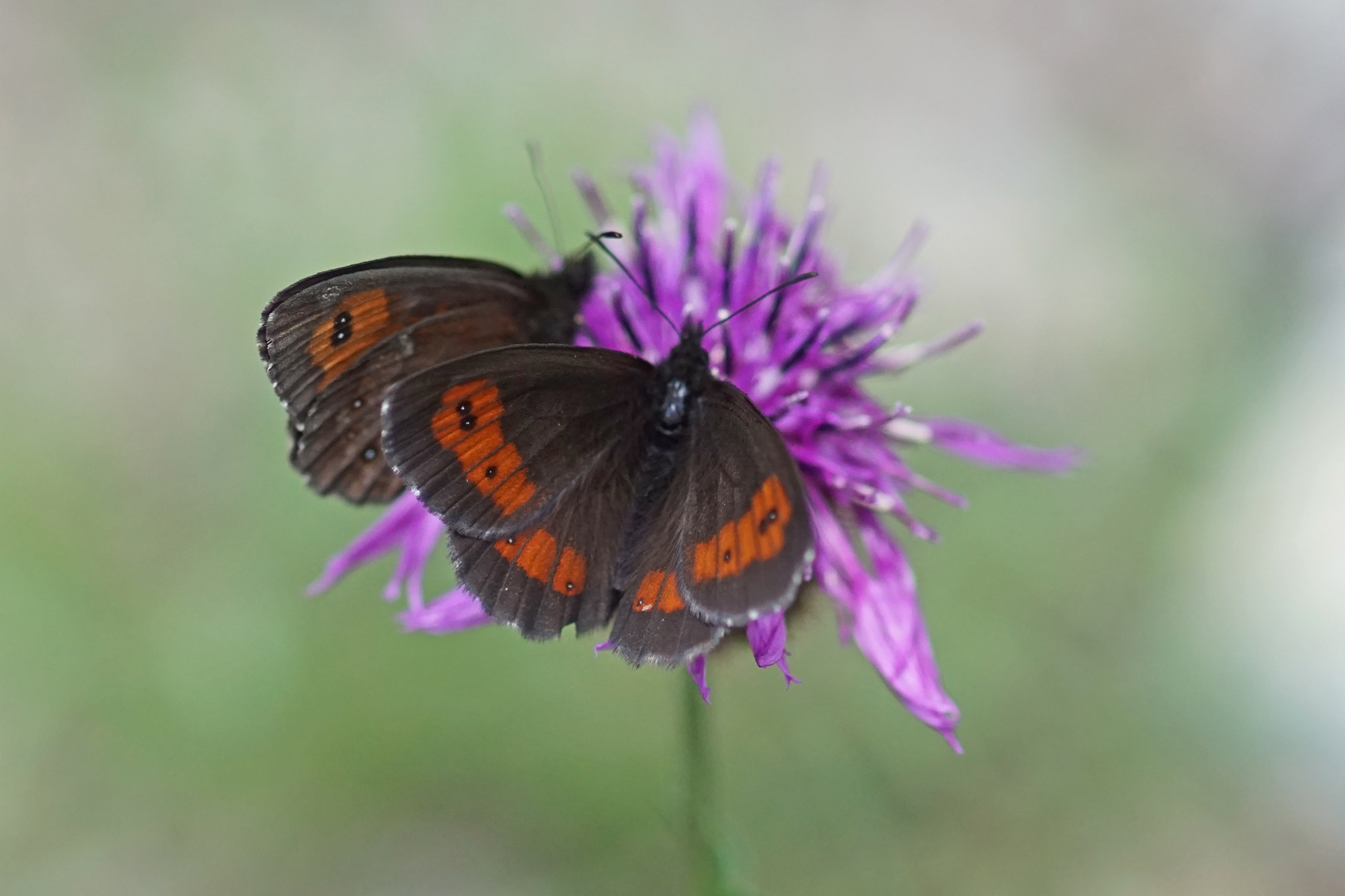 Weißbindiger Bergwald-Mohrenfalter (Erebia euryale)