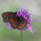 Weißbindiger Bergwald-Mohrenfalter (Erebia euryale)