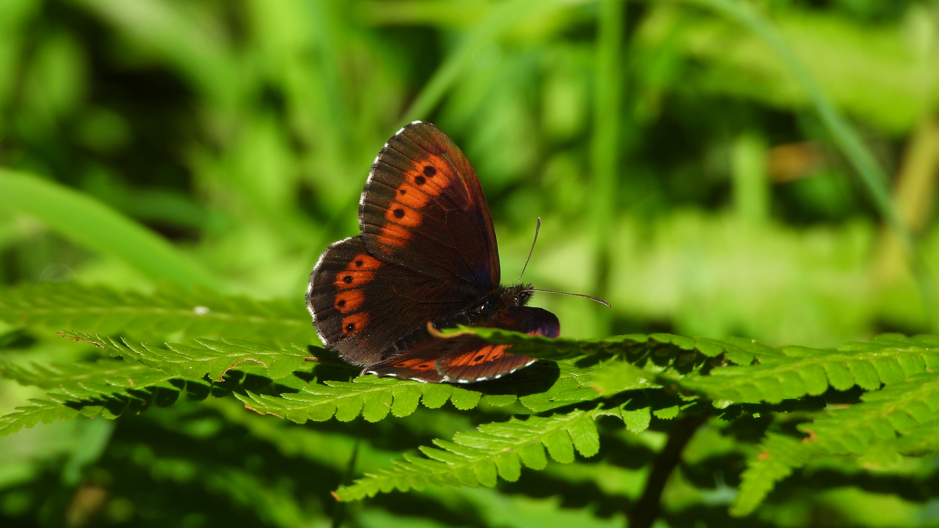 Weißbindiger Bergwald Mohrenfalter