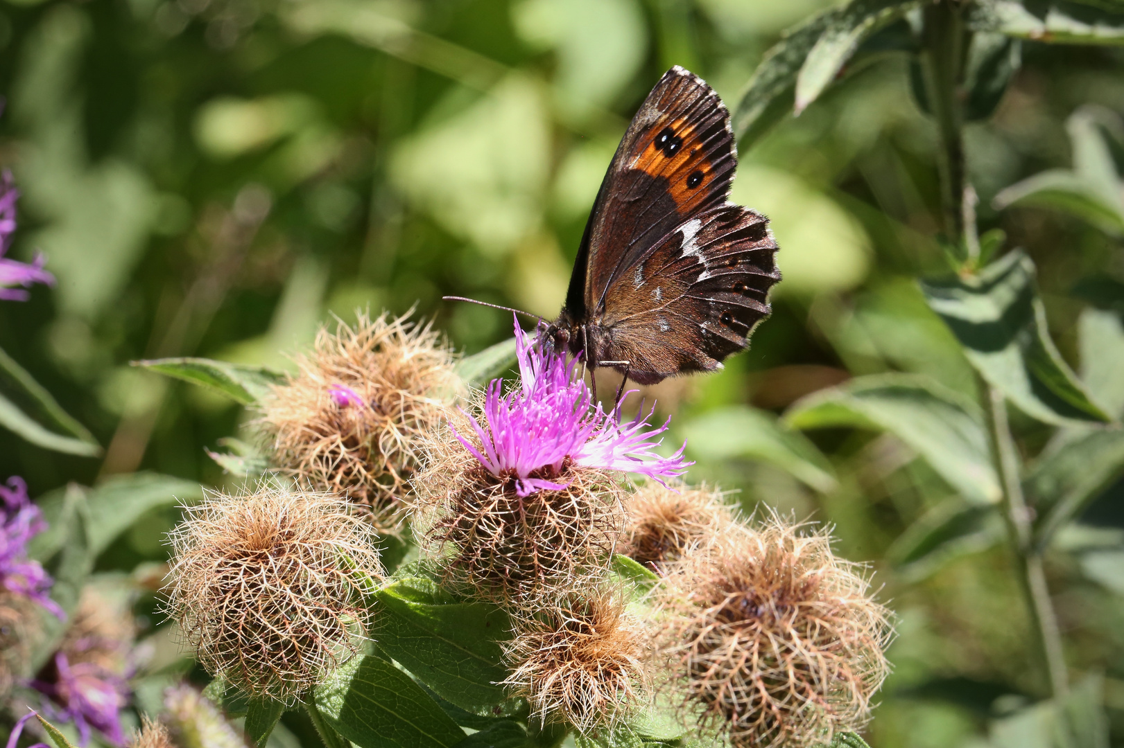 Weißbindiger Mohrenfalter (2017_07_17_EOS 6D_4803_ji)