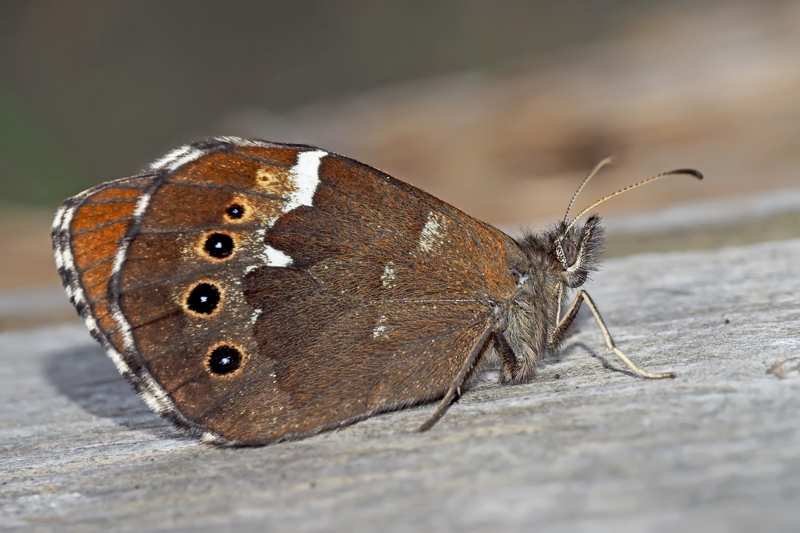 Weißbindiger Mohrenfalter (Erebia ligea)