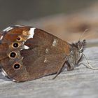 Weißbindiger Mohrenfalter (Erebia ligea)