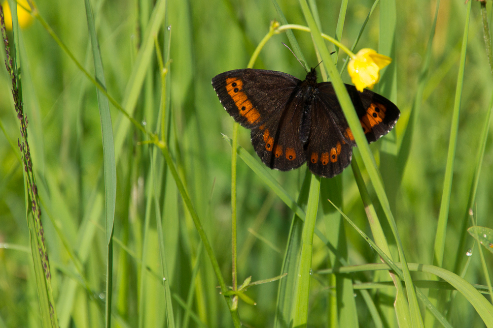 Weißbindiger Mohrenfalter (Erebia ligea)