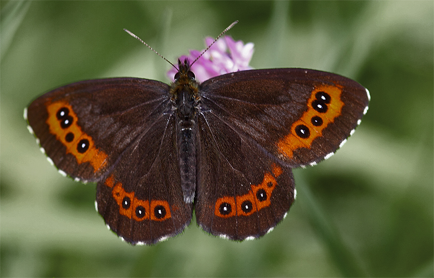 Weissbindiger Mohrenfalter (Erebia ligea)