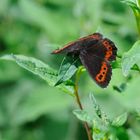 Weißbindiger Mohrenfalter (Erebia ligea)