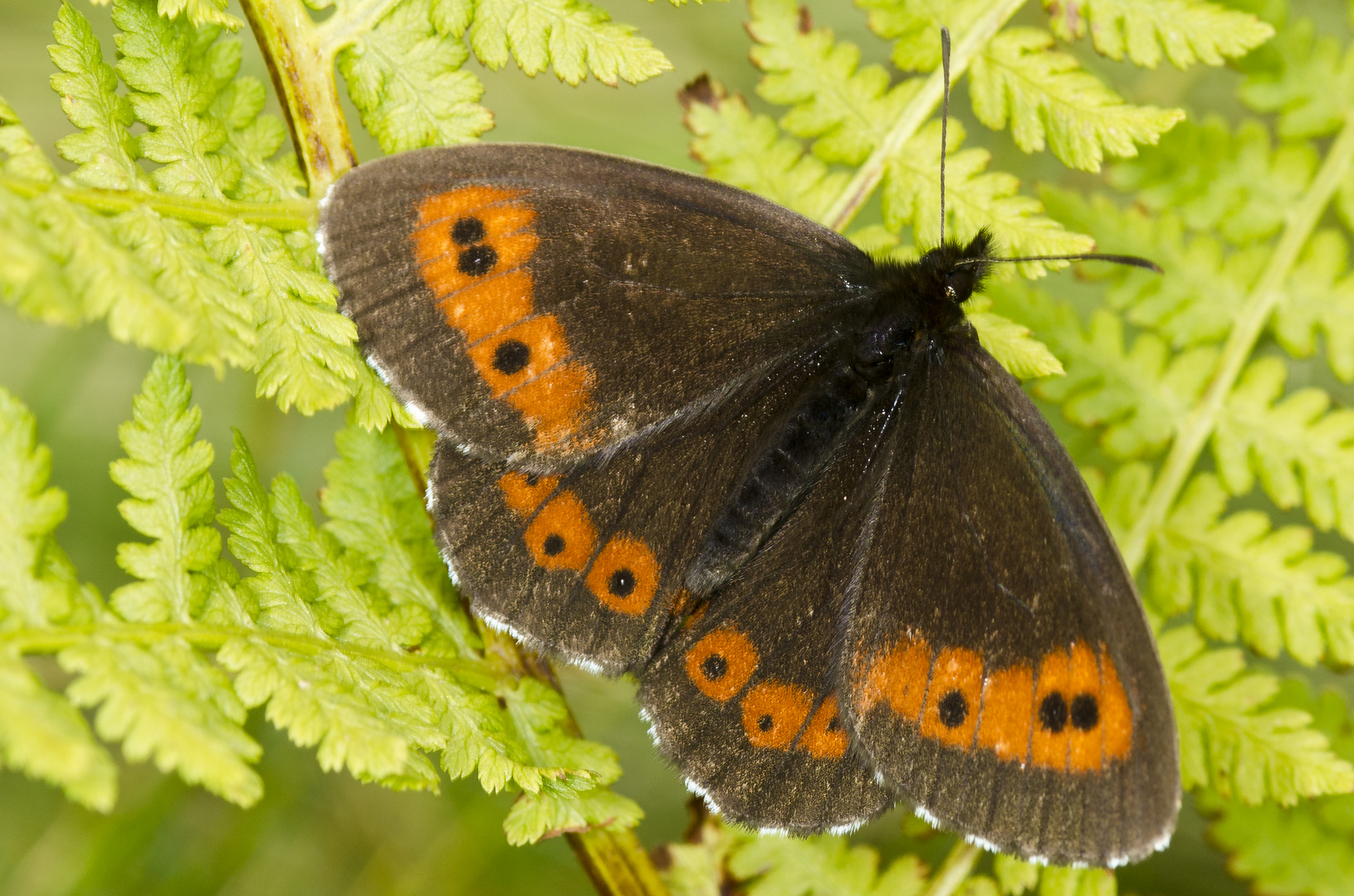 Weißbindiger Mohrenfalter (Erebia ligea)