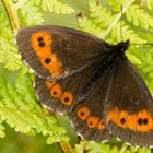 Weißbindiger Mohrenfalter (Erebia ligea)