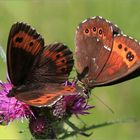 Weißbindiger Mohrenfalter (Erebia ligea)