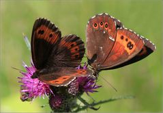 Weißbindiger Mohrenfalter (Erebia ligea)