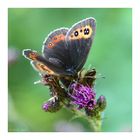 Weißbindiger Mohrenfalter (Erebia ligea)