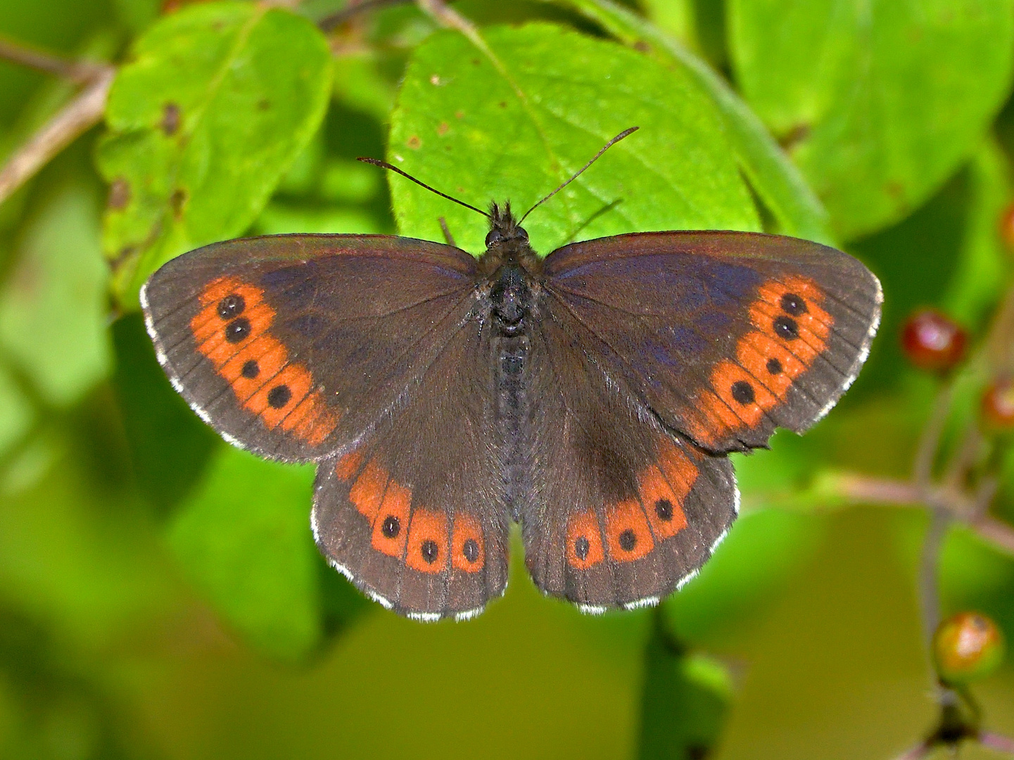 Weißbindiger Mohrenfalter (Erebia ligea)