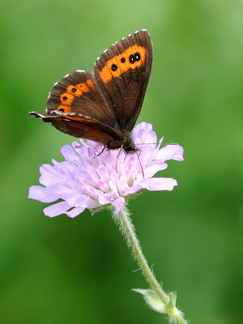  Weißbindiger Mohrenfalter (Erebia ligea)