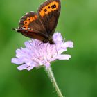  Weißbindiger Mohrenfalter (Erebia ligea)