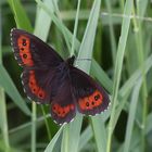 Weißbindiger Mohrenfalter (Erebia ligea)