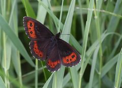 Weißbindiger Mohrenfalter (Erebia ligea)