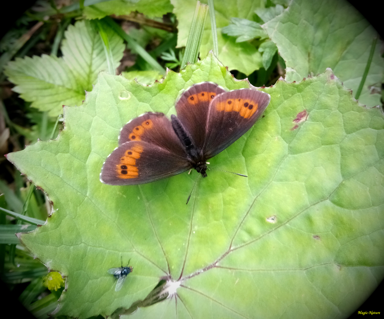  Weißbindiger Mohrenfalter (Erebia ligea) 