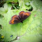  Weißbindiger Mohrenfalter (Erebia ligea) 