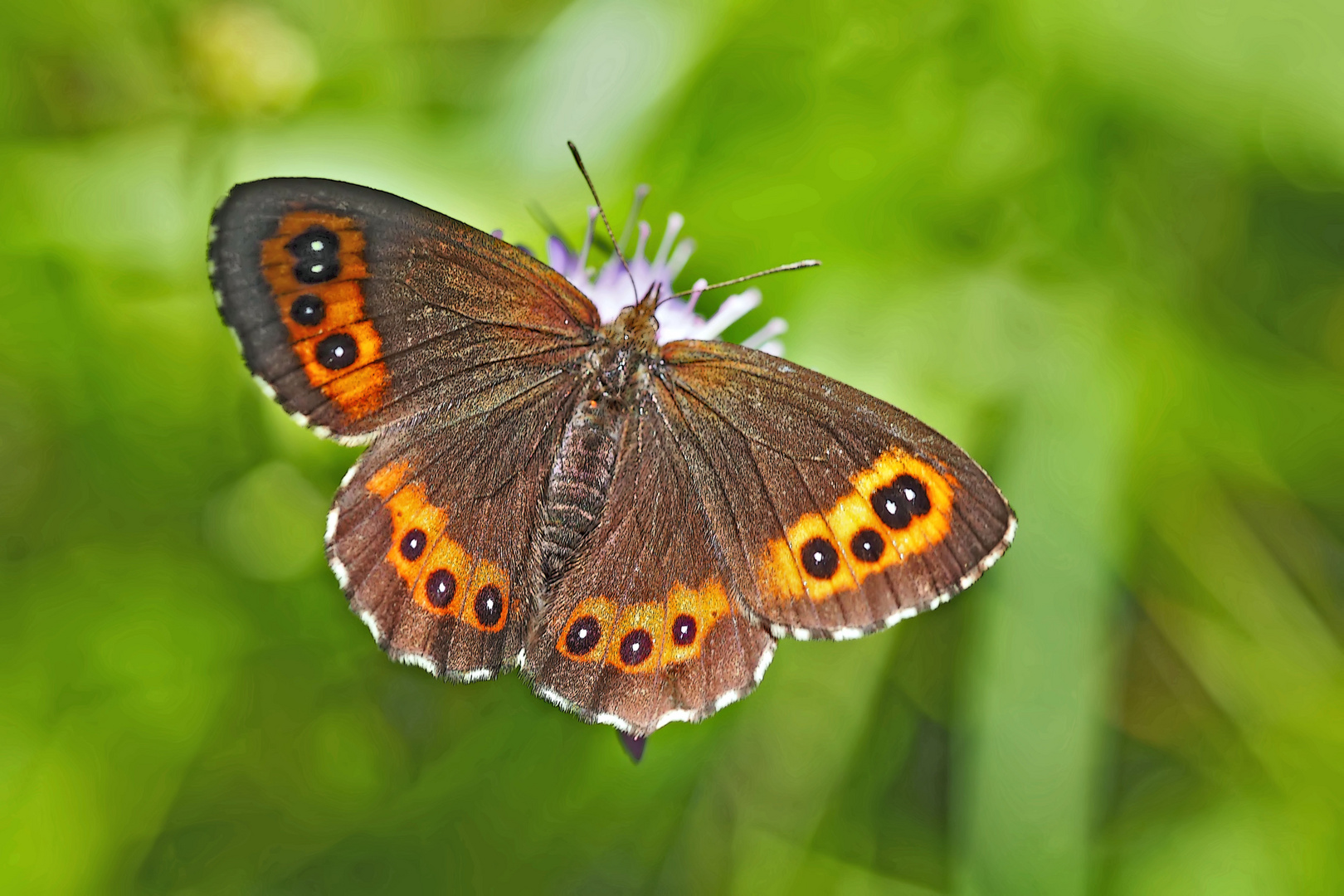 Weissbindiger Mohrenfalter (Erebia ligea) - Le Moiré fascié. 