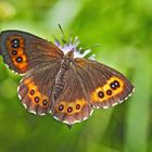 Weissbindiger Mohrenfalter (Erebia ligea) - Le Moiré fascié. 