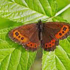 Weissbindiger Mohrenfalter (Erebia ligea) - Le Moiré fascié. 