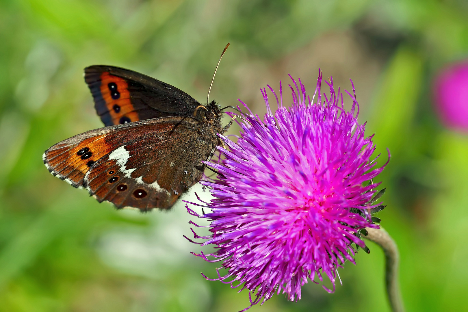 Weissbindiger Mohrenfalter (Erebia ligea) - Le Moiré fascié. 