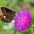 Weissbindiger Mohrenfalter (Erebia ligea) - Le Moiré fascié. 