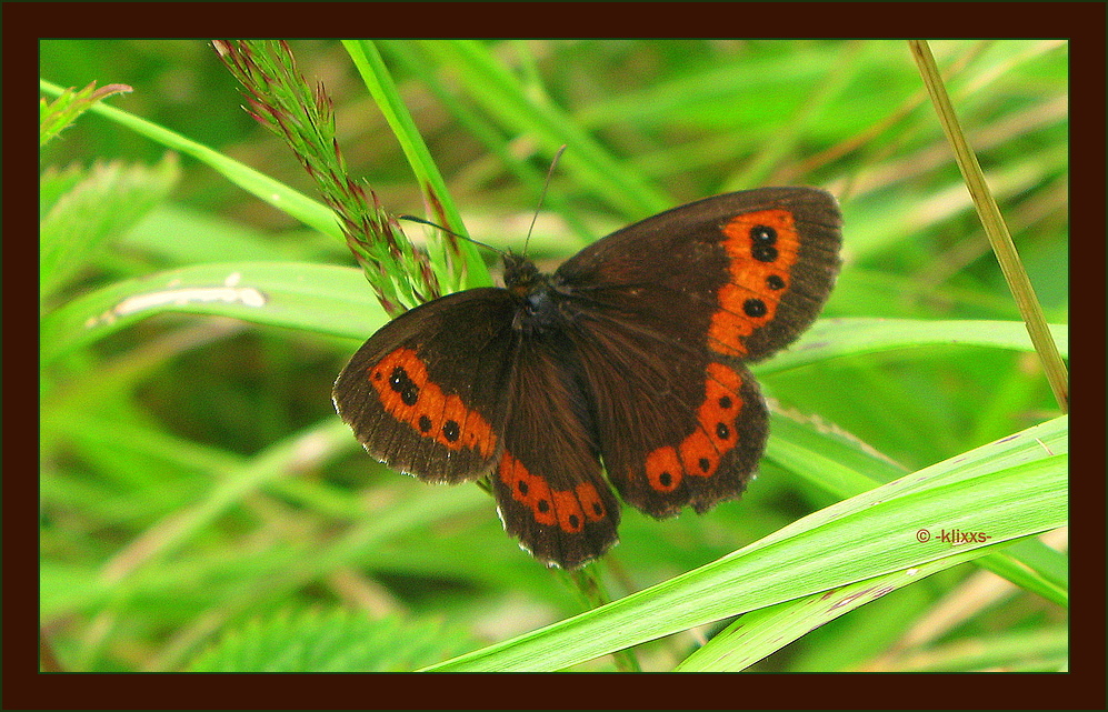 Weißbindiger Mohrenfalter - Erebia ligea (LINNAEUS, 1758) -