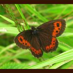 Weißbindiger Mohrenfalter - Erebia ligea (LINNAEUS, 1758) -