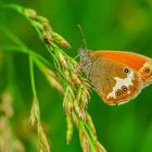 Weißbindiges Wiedenvögelchen (Coenonympha arcania)