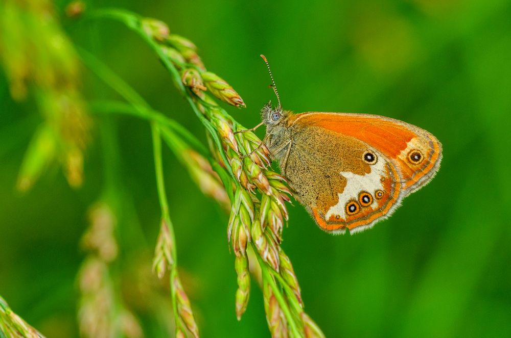 Weißbindiges Wiedenvögelchen (Coenonympha arcania)