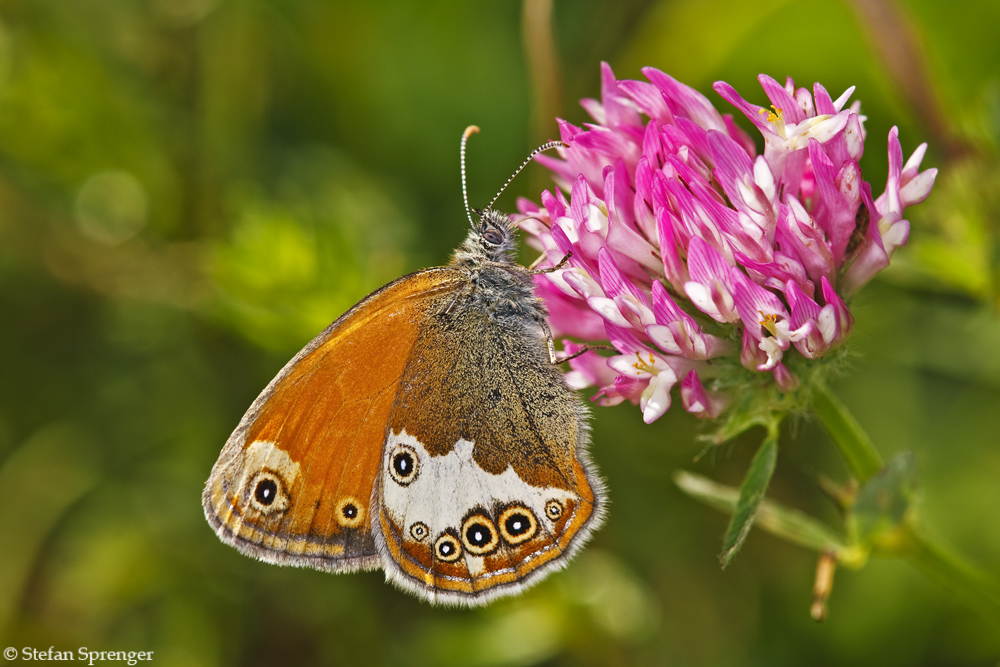 Weissbindiges Wiesenvoegelchen 09