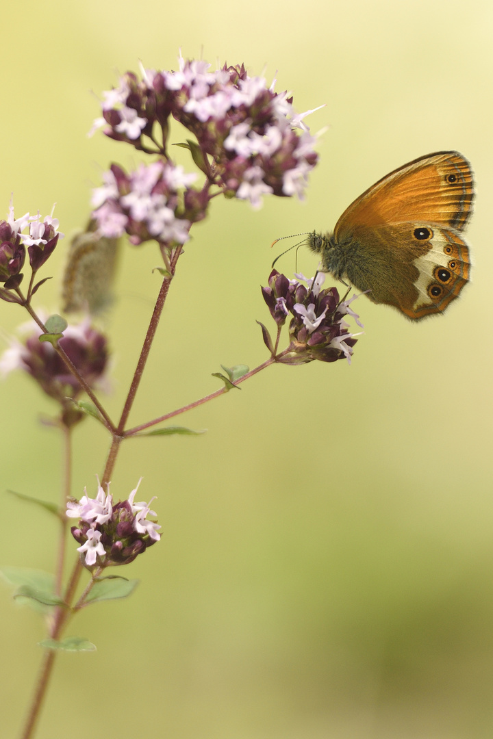 Weißbindiges Wiesenvögelchen auf Blume