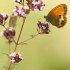 Weißbindiges Wiesenvögelchen auf Blume