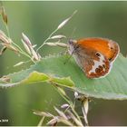 weißbindiges wiesenvögelchen (Coenonympha arcania)....