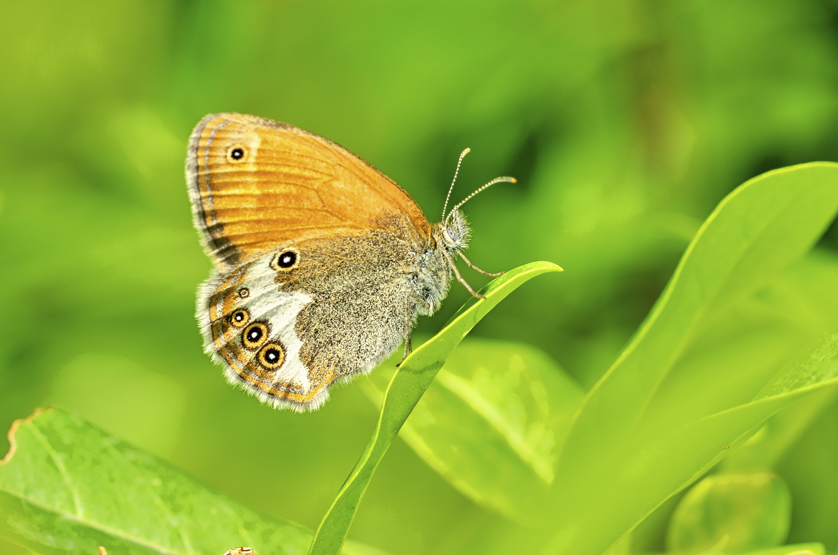 Weißbindiges Wiesenvögelchen (Coenonympha arcania)