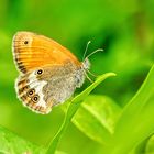 Weißbindiges Wiesenvögelchen (Coenonympha arcania)